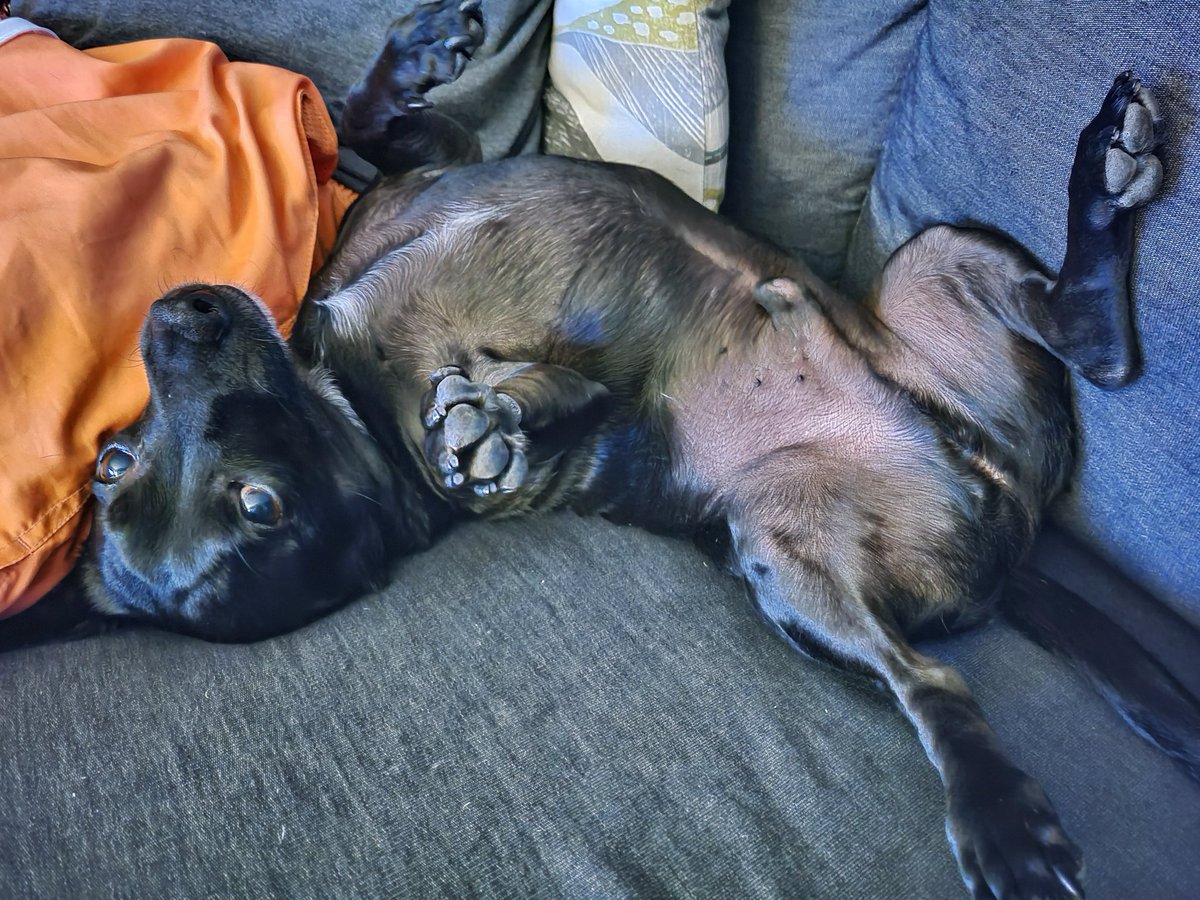 ShavedGolf tweet media