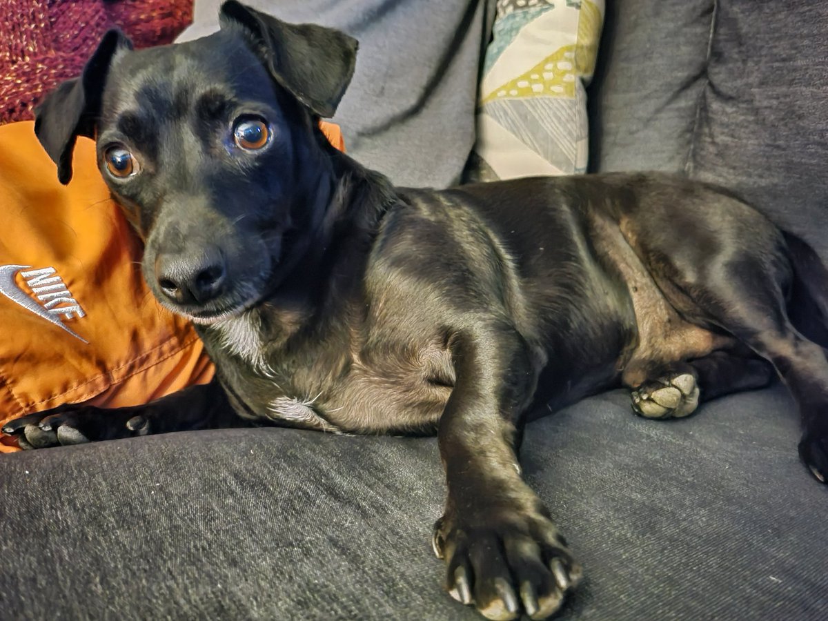 ShavedGolf tweet media