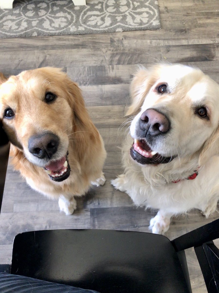 chu430's tweet photo. @dog_rates Happy #InternationalDogDay from Chase and Bandit! https://t.co/uMNsO4K4xf