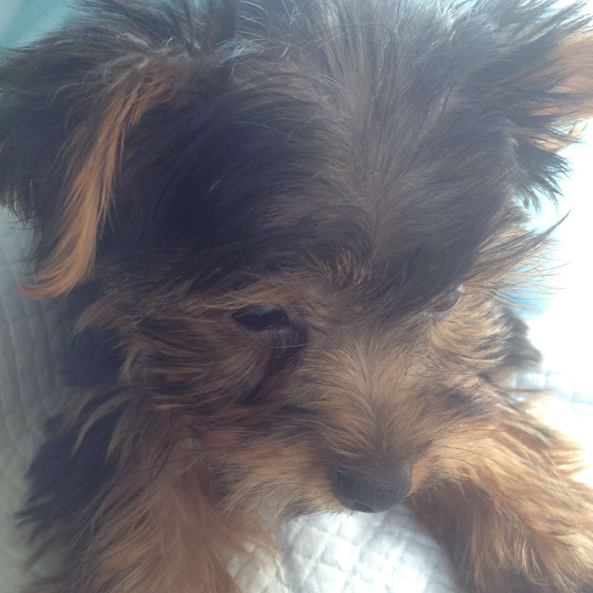 amlehr's tweet photo. Everyone is posting puppy pics and it is keeping me going today. Guess I have to jump on the bandwagon. #TotoBaggins is my strength...maybe he can give you a little today, too.
#BabyBaggins #MrToto #Oz #DorothyAndToto #Adventures #NationalDogDay #NationalDogDay2020 #BestBuds https://t.co/uMlUSMgqoi