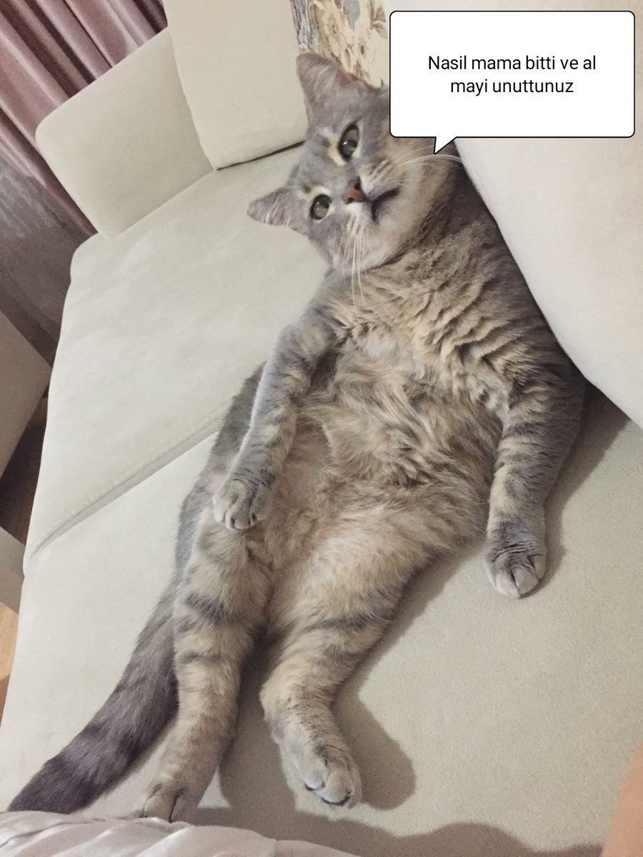 son streç bükücü (@feklawye) on Twitter photo 