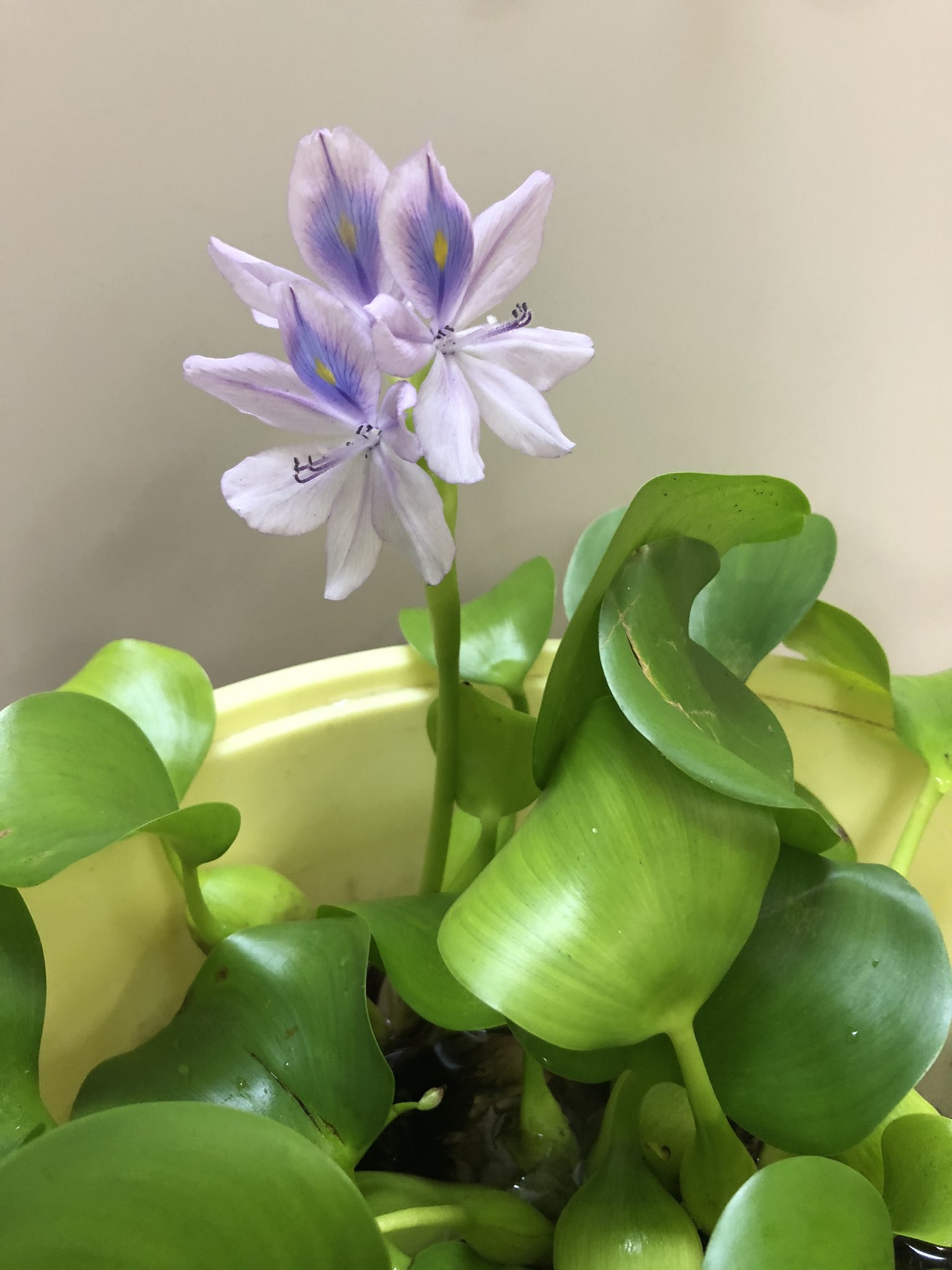 おさむし 事務所の大家さんにホテイソウとメダカを貰ったんだけど ホテイソウの花初めて見た 1日で枯れるんだって T Co Ptj7ri8jqc Twitter