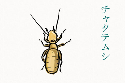 チャタテムシのtwitterイラスト検索結果