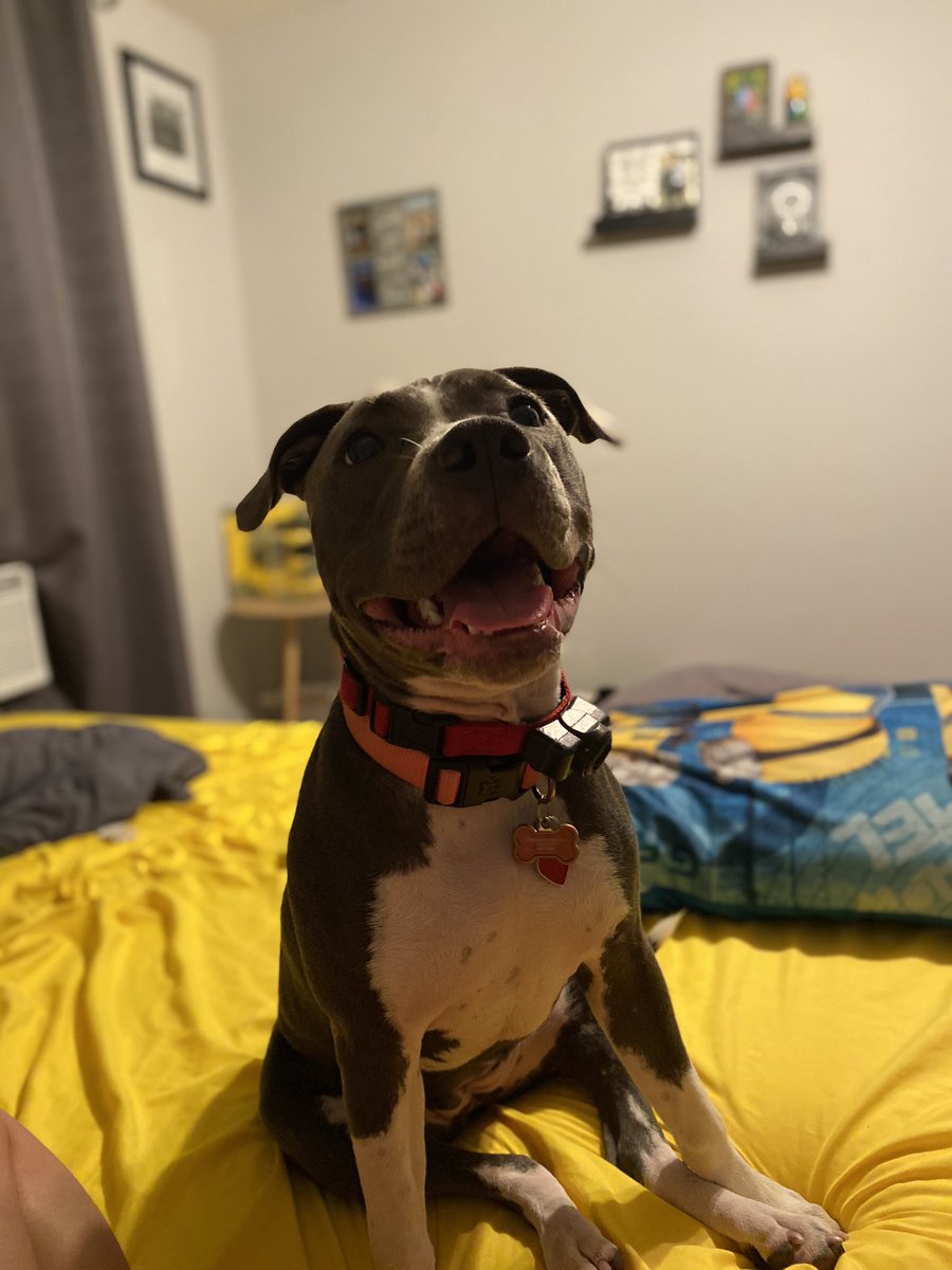 kshahahahan's tweet photo. @dog_rates https://t.co/oPjzERAbrq