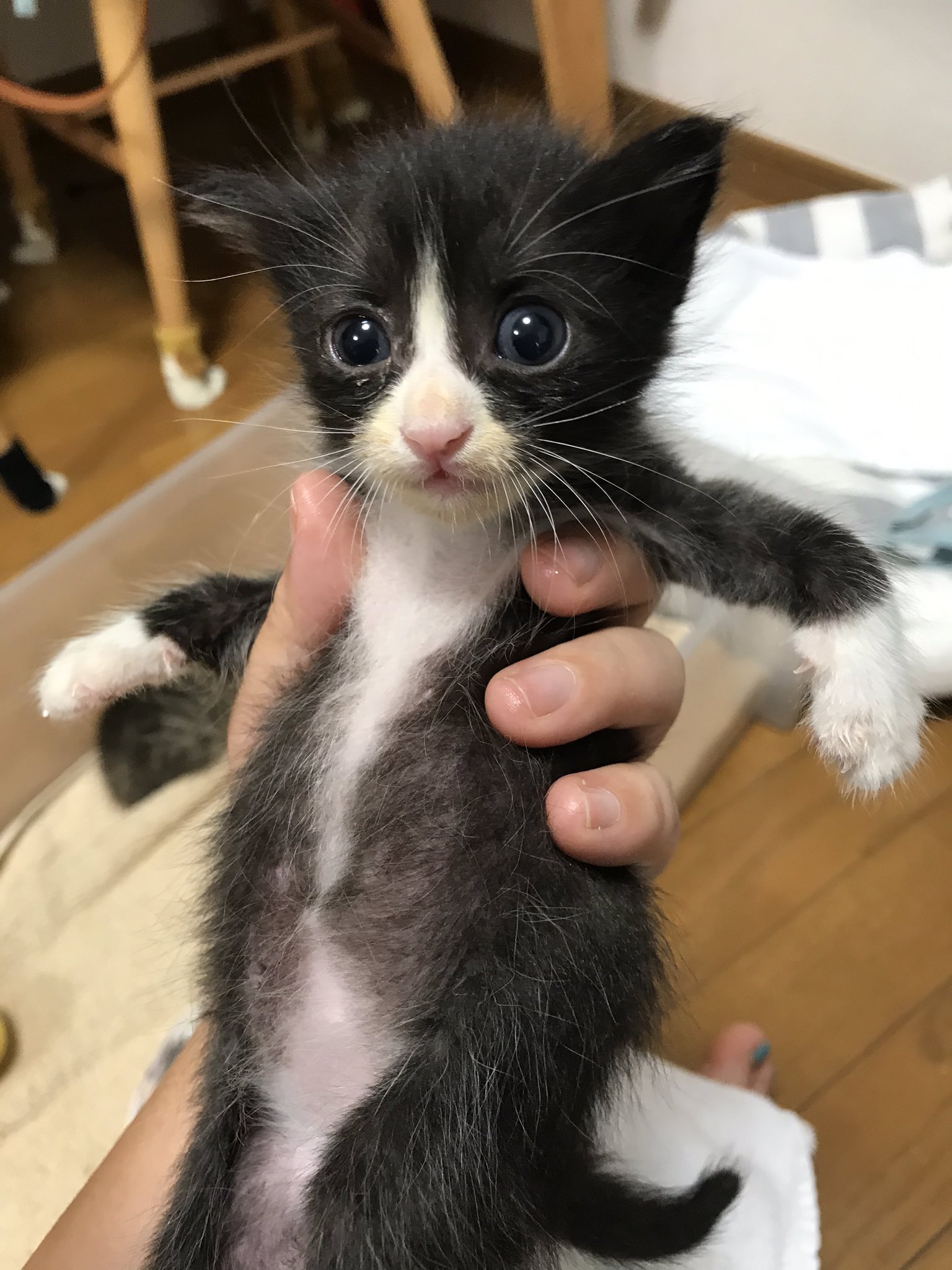 Twitter 上的 ネコ好きのネズミ ハチちゃんの口の周りほんのり茶系かなーーー 最初は汚れかな って思ってたけど 茶ヒゲ模様な気がしてきた ハチワレ 靴下猫 保護猫 猫好きさんと繋がりたい T Co P0ia0nswtj Twitter Twitter 上的 ネコ好きのネズミ ハチちゃんの口の周りほんのり茶系かなーーー 最初は汚れかな って思ってたけど 茶ヒゲ模様な気がしてきた ハチワレ 靴下猫 保護猫 猫好きさんと繋がりたい T Co P0ia0nswtj Twitter