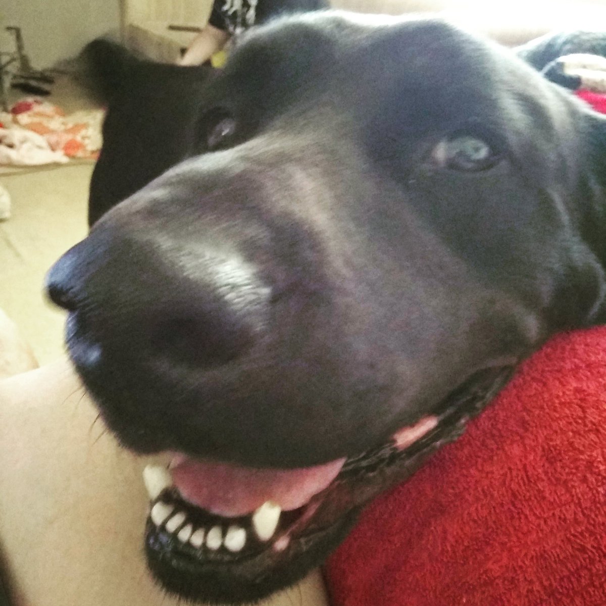 lthomas1602's tweet photo. @dog_rates Jasmine is a good girl https://t.co/8Un2N44pX8