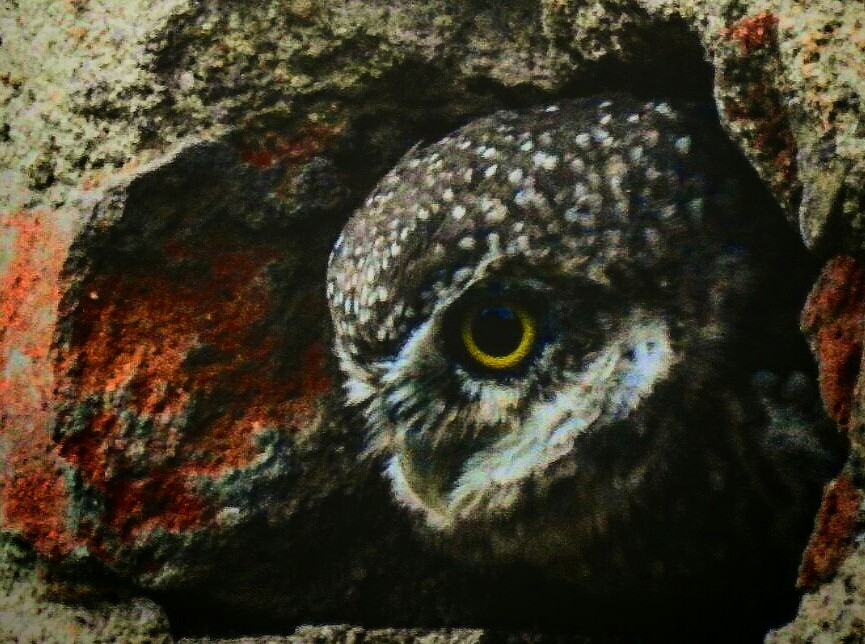 HindolPalace's tweet photo. #MagicalOwlets 😍
Malls and public places today have closed circuit cameras.... I have 👀 in my walls eons before such technology became available 😇
#HindolPalace #MyHome #IncredibleHindol #MonsoonColours #RandomClick #MissionExplore https://t.co/SSIfmqHuxU