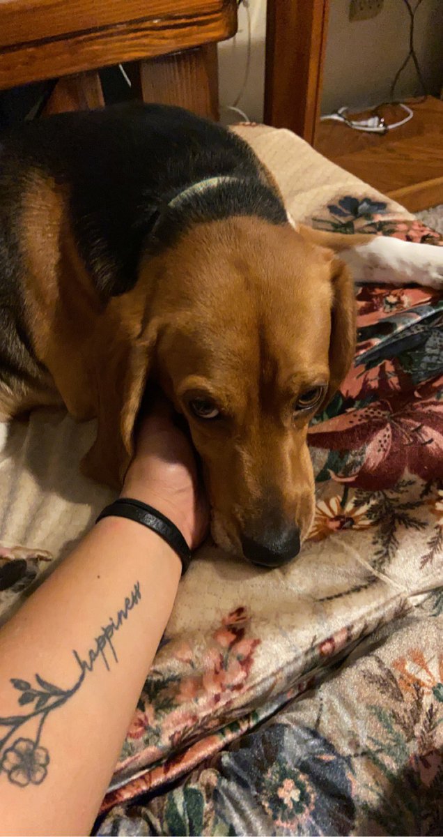 krcamua's tweet photo. apparently it’s international dog day or something so here’s my baby 🥺❤️ https://t.co/8e5XRXqt5f