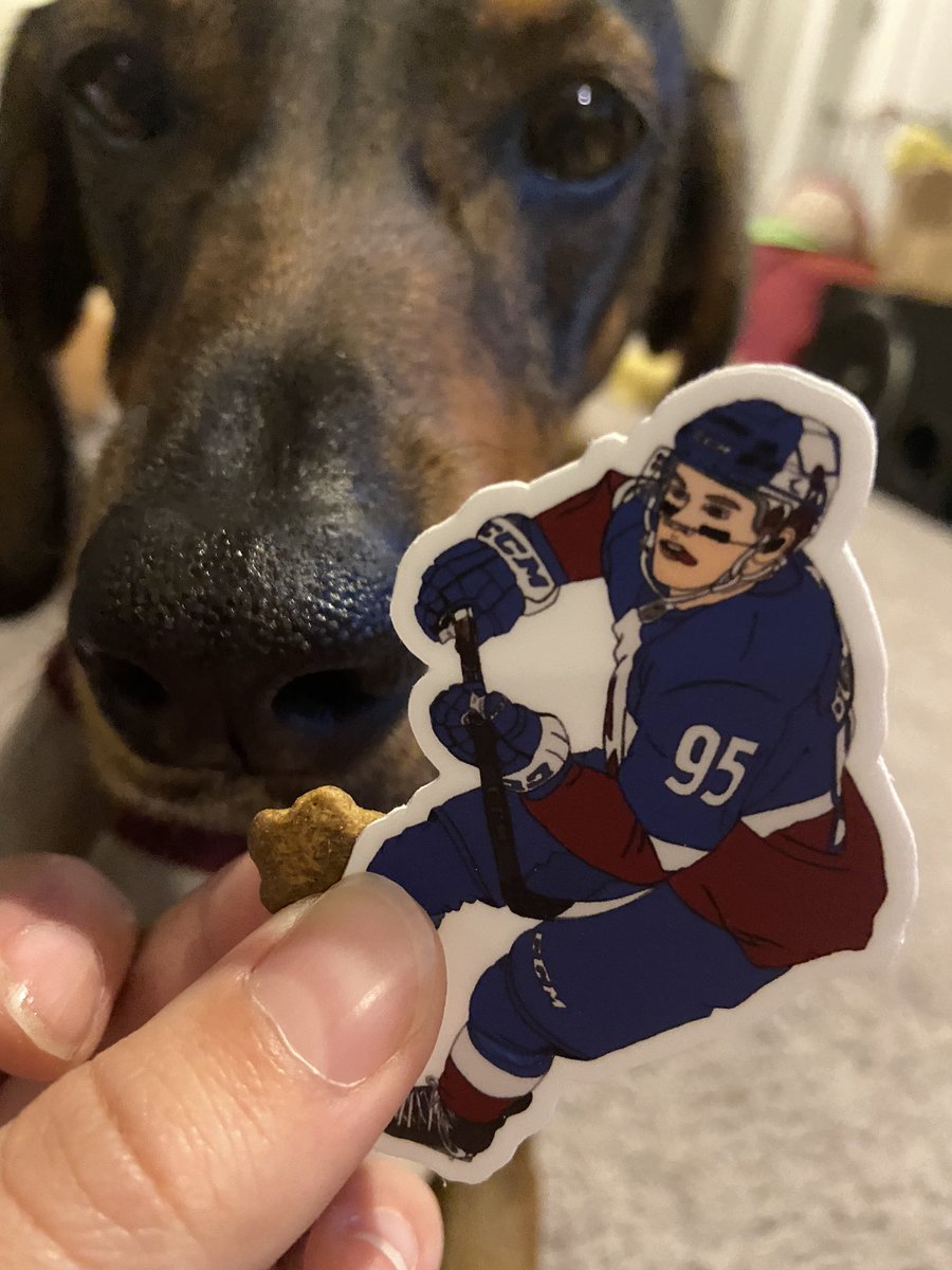 guffychan's tweet photo. Yes Burky! I love cookies! (This is a kitten treat cause I snagged my cookie when humans where watching) - get your Burky stickers at https://t.co/WlZuHdRumf #CookiesforCadence @Avalanche #GoAvsGo #cookiesforeveryone https://t.co/wMByeQ7Cx3