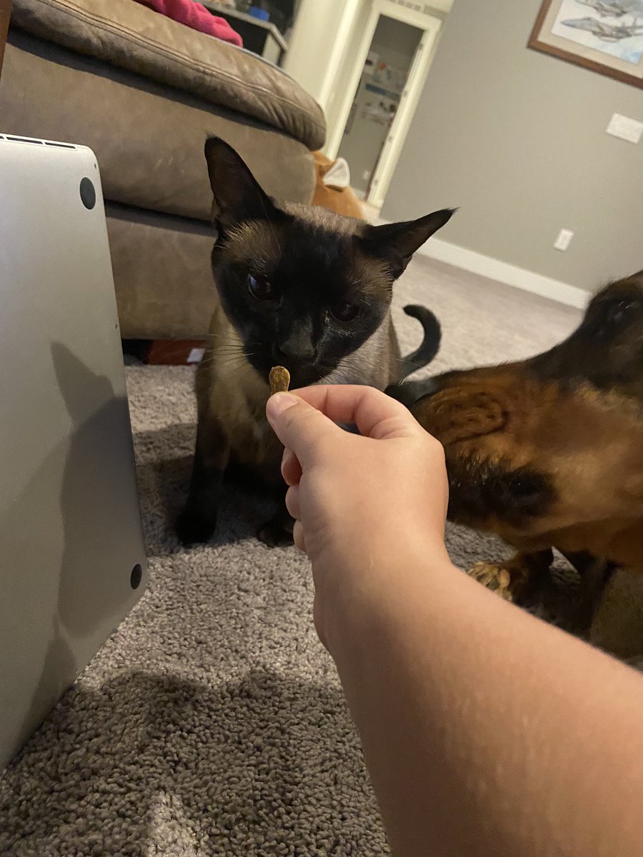 guffychan's tweet photo. Yes Burky! I love cookies! (This is a kitten treat cause I snagged my cookie when humans where watching) - get your Burky stickers at https://t.co/WlZuHdRumf #CookiesforCadence @Avalanche #GoAvsGo #cookiesforeveryone https://t.co/wMByeQ7Cx3