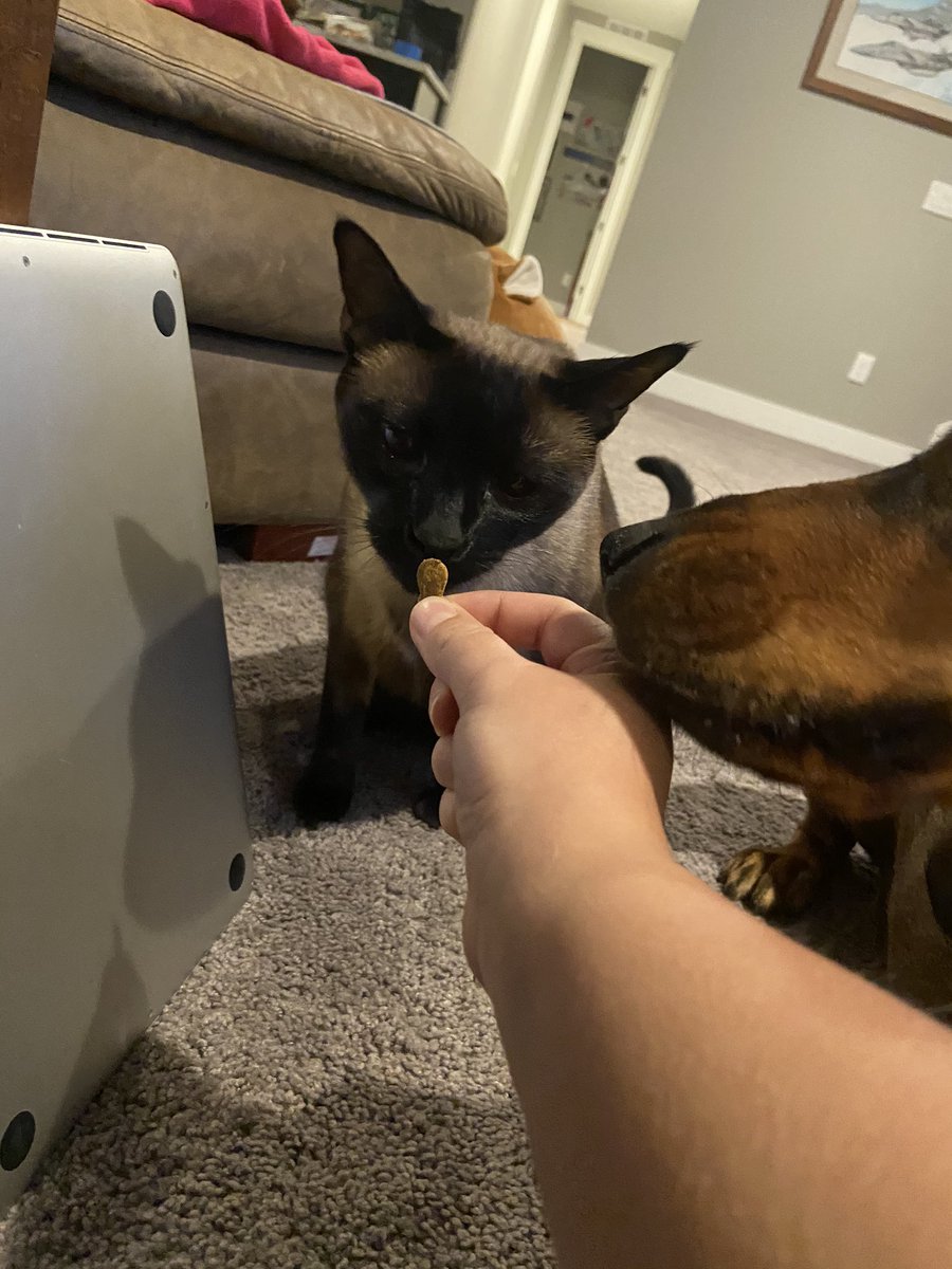 guffychan's tweet photo. Yes Burky! I love cookies! (This is a kitten treat cause I snagged my cookie when humans where watching) - get your Burky stickers at https://t.co/WlZuHdRumf #CookiesforCadence @Avalanche #GoAvsGo #cookiesforeveryone https://t.co/wMByeQ7Cx3