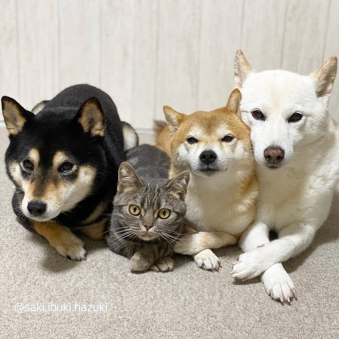 9GAG's tweet photo. There's a spy among us

📸 saki.ibuki.hazuki | IG https://t.co/jE4PbsQdoA