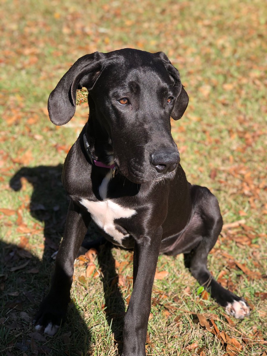 tay_rall's tweet photo. @theofficetv @dog_rates Eva, my Great Dane girly https://t.co/MtDnrYraaB