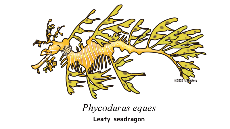 1_3factory's tweet photo. 3作目。
#アクアリウム #魚イラスト #熱帯魚 #fishillustration #魚ポスター #aquarium #fishposter #リーフィーシードラゴン
#seahorse #seadragon https://t.co/ELJmMsdzjX