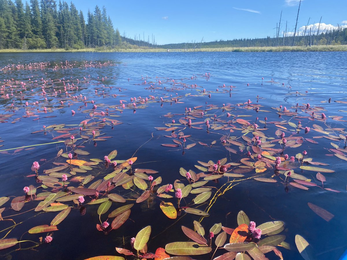 SydneyCSaunders's tweet photo. #MyBCStaycation https://t.co/kJA4NvSlJ9