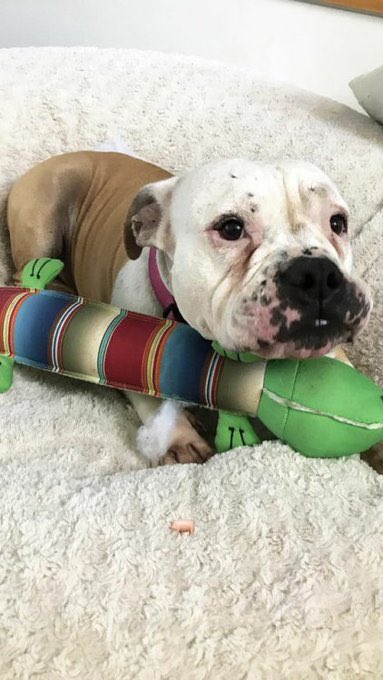 Since it’s international dog day here’s a thread of Petunia: