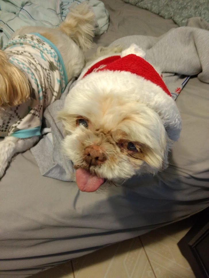 Kirbogon's tweet image. Its still #InternationalDogDay and I just want to remember my perfect princess Sushi who passed on Feb 3 at 16 years old. She was smart and loyal. And rly wanted to live longer.
But I will remember what perfection, love, and loyalty is like in her.