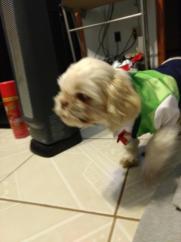 Kirbogon's tweet image. Its still #InternationalDogDay and I just want to remember my perfect princess Sushi who passed on Feb 3 at 16 years old. She was smart and loyal. And rly wanted to live longer.
But I will remember what perfection, love, and loyalty is like in her.
