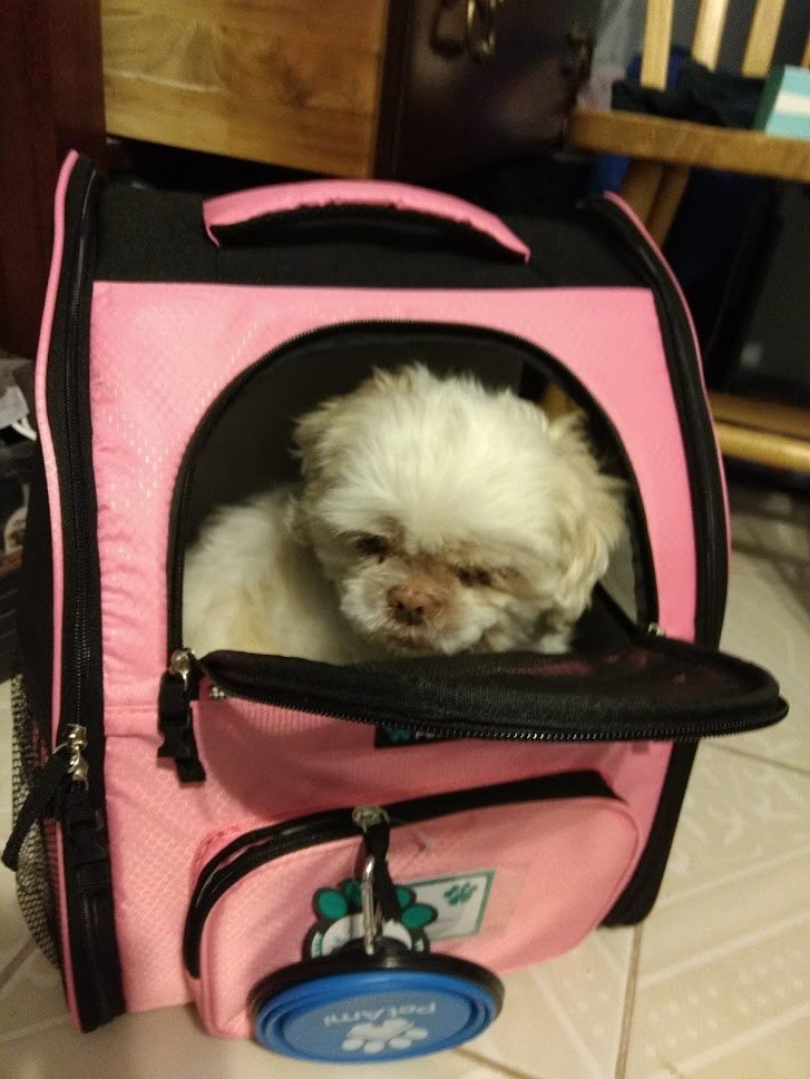 Kirbogon's tweet image. Its still #InternationalDogDay and I just want to remember my perfect princess Sushi who passed on Feb 3 at 16 years old. She was smart and loyal. And rly wanted to live longer.
But I will remember what perfection, love, and loyalty is like in her.