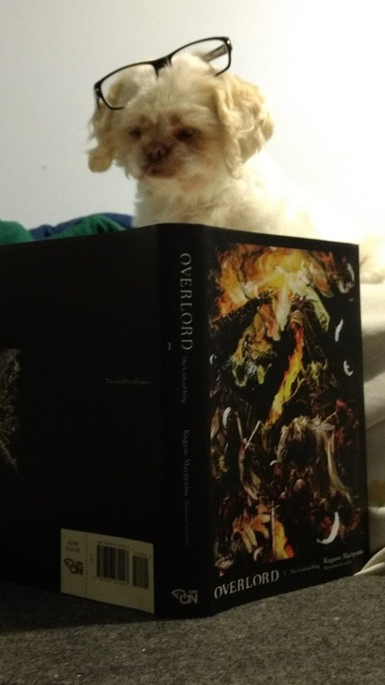 Kirbogon's tweet image. Its still #InternationalDogDay and I just want to remember my perfect princess Sushi who passed on Feb 3 at 16 years old. She was smart and loyal. And rly wanted to live longer.
But I will remember what perfection, love, and loyalty is like in her.