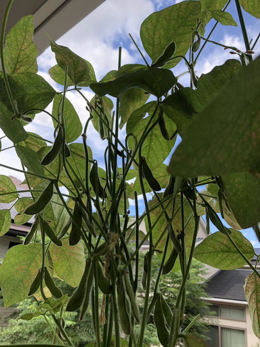 Okb 一丁前に実りつつあるが これ以上葉の病気が進むとダメかも知れない しかし去年の夏に居酒屋で 今日採れた枝豆 持ってきたよ と言う客が来て店に茹でてもらったら無茶美味しくて へー枝豆にも品種があるんですね と場違いな感想言ってた頃より