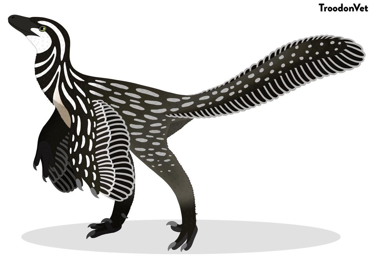 87. Saving one of the best troodontids for last for  #TheSummerOfTheropods, is  #Stenonychosaurus ("narrow claw lizard”) a troodontid from the Late Cretaceous Period of Alberta, Canada. Art by  @troodonvet.