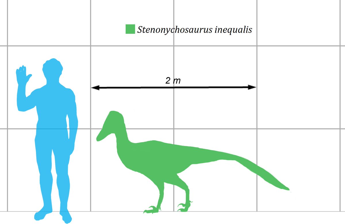 Stenonychosaurus was a small dinosaur, up to 0.9 meters (3.0 ft) in height, 2.4 meters (7.9 ft) in length, and 35 kilograms (77 lb) to 50 kilograms (110 lb) in mass, comparable in size to Deinonychus and Unenlagia. Image by  @mpmartyniuk.