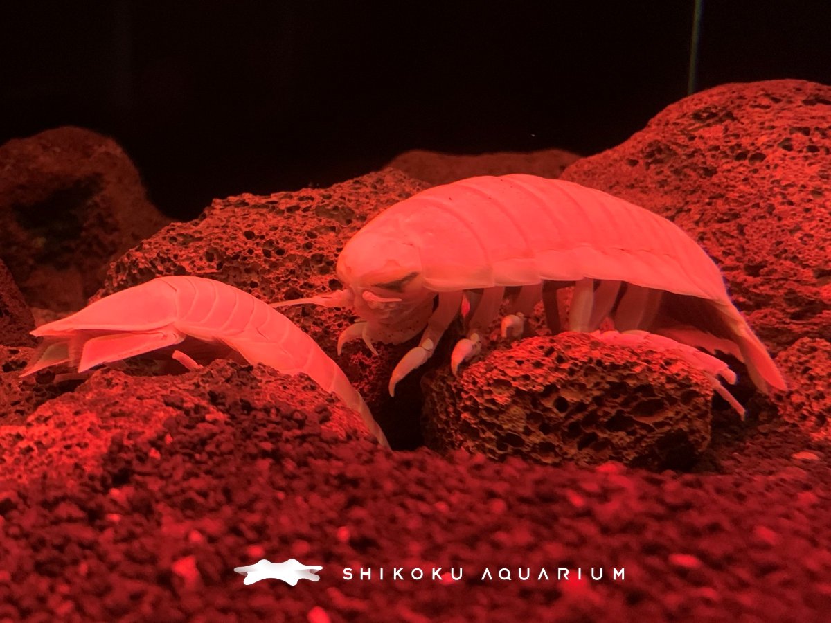 四国水族館 公式 とあるスタッフさんの実話 オオグソクムシってひどい名前ですね 大きな糞って と言ったら 区切るとこ違う オオ グソクムシだよ グソク 具足 っていうのは鎧の と教えてもらった 朝から糞ですいません オオグソクムシ