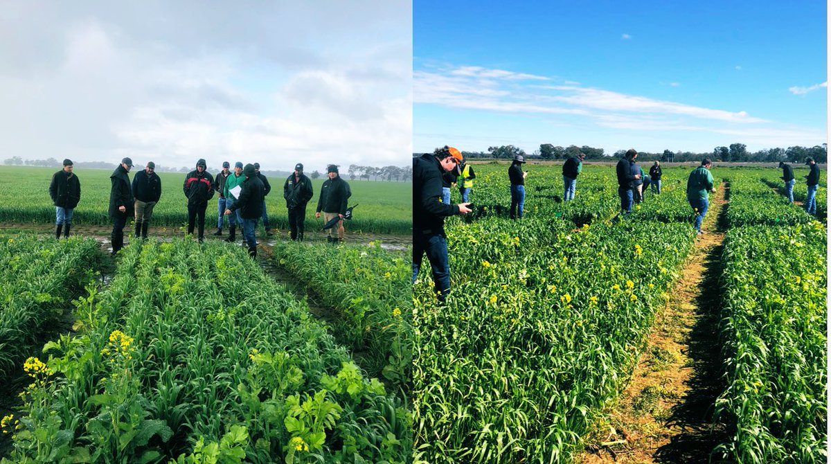 Same spot one week apart ❄️⛈⛈ ☀️☀️☀️! 
Nutrien Ag Solutions agronomists completing weed control ratings on trials today at Nutrien Ag Solutions Trial Site.  #TemoraAgricultureInovationCentre