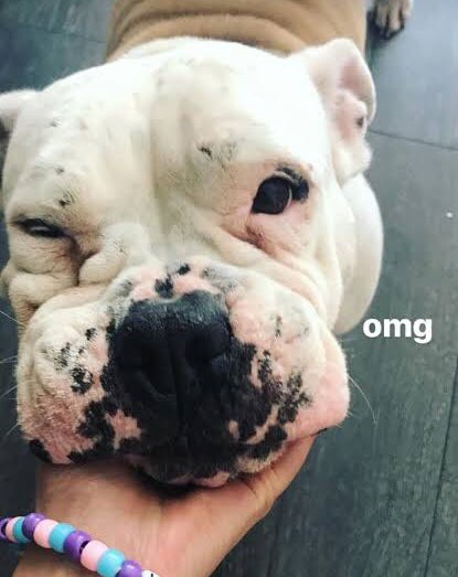 Since it’s international dog day here’s a thread of Petunia: