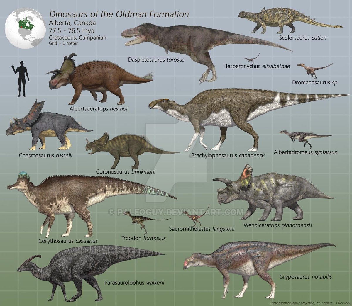 Stenonychosaurus lived in the Dinosaur Park Formation of southern Alberta, Canada, which at the time was a warm coastal floodplain covered by temperate forests. It lived alongside hadrosaurids, ceratopsians, ankylosaurs, pachycephalosaurs, and tyrannosaurs. Art by Paleoguy