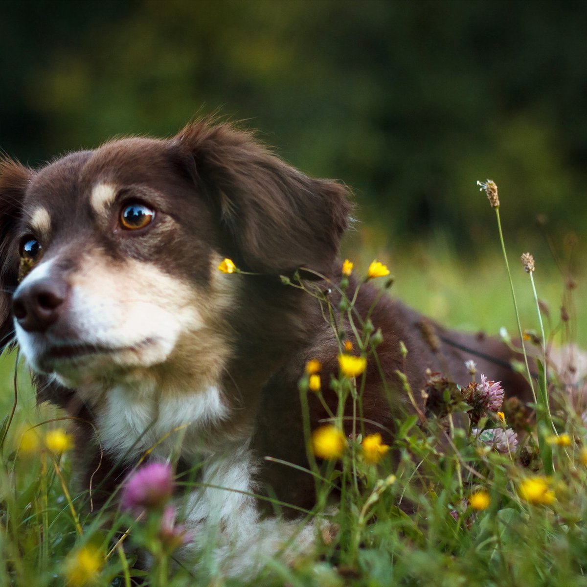 🐾 Don't are humans best friend 🐾Hit the like button if you Feel the same 

#doglovers