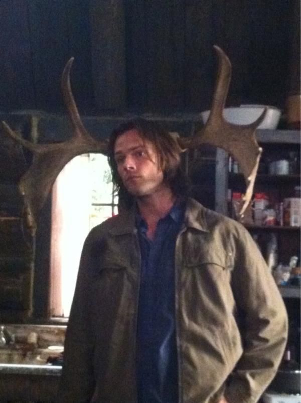 Jared Padalecki as a moose: a thread