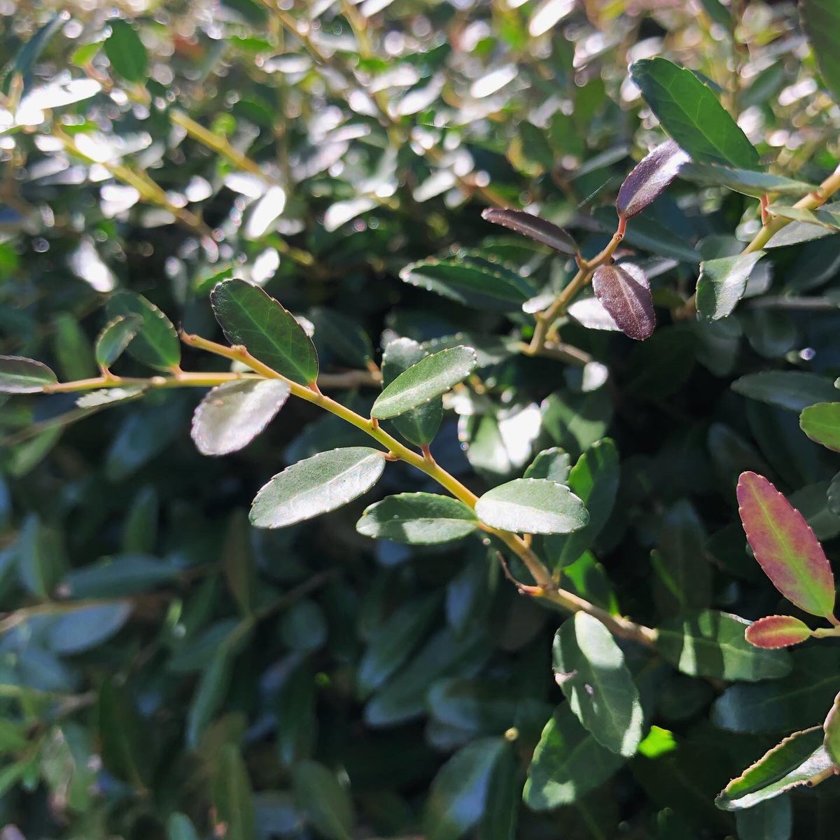 This plant may look like your average boxwood, but it’s actually Yaupon Holly! 🌿

Yaupon Holly is one of the few caffeinated plants native to North America, and it was traditionally used by Native Americans to brew a caffeinated tea. 🍵