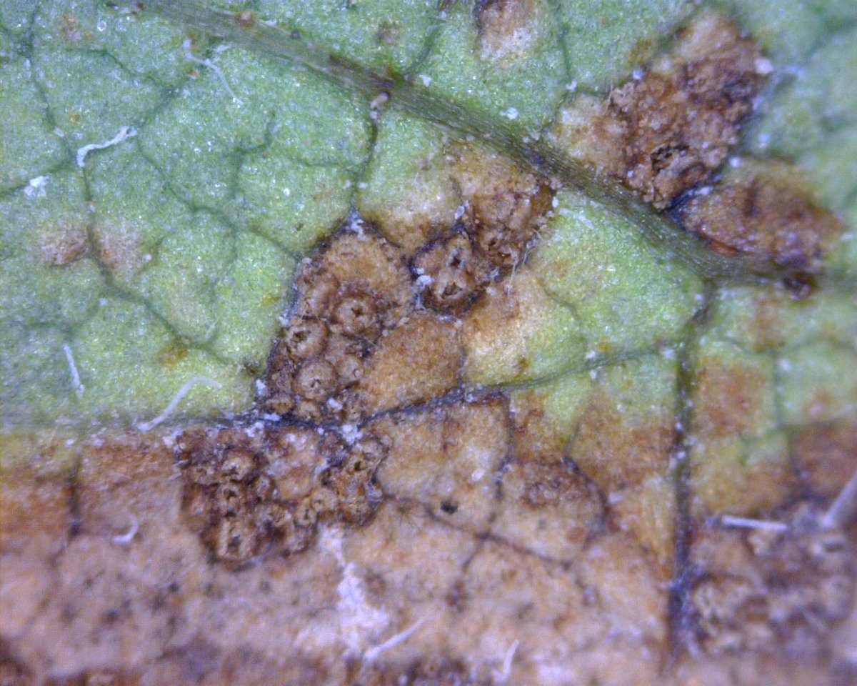 SpurlockLab's tweet image. We confirmed soybean rust in Ashley, Chicot, and Desha counties yesterday. Fields R6+ so won&apos;t impact them.  One field was a stones throw from Drew county line so consider it (+).  Pay close attention to MG V and soybeans planted behind wheat.