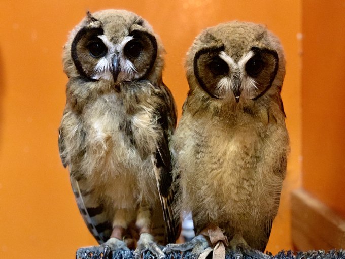 フクロウに癒されたい 東京都内のおすすめフクロウカフェ6選 ウィークルマガジン