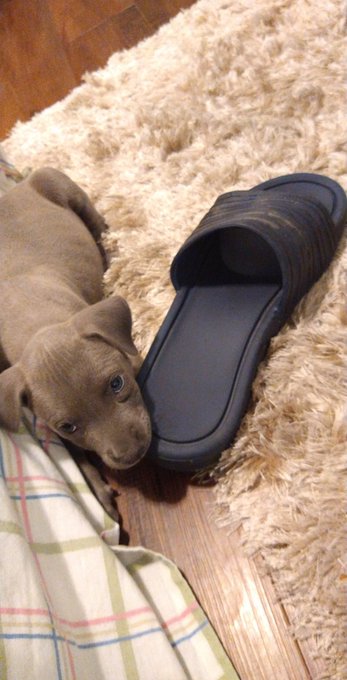 He's at the vet right now ain't got enough funds for the fee , can someone help me out ? https://t.c<a href="/tag/newprofilepic"class="tags"><span>#newprofilepic</span></a>