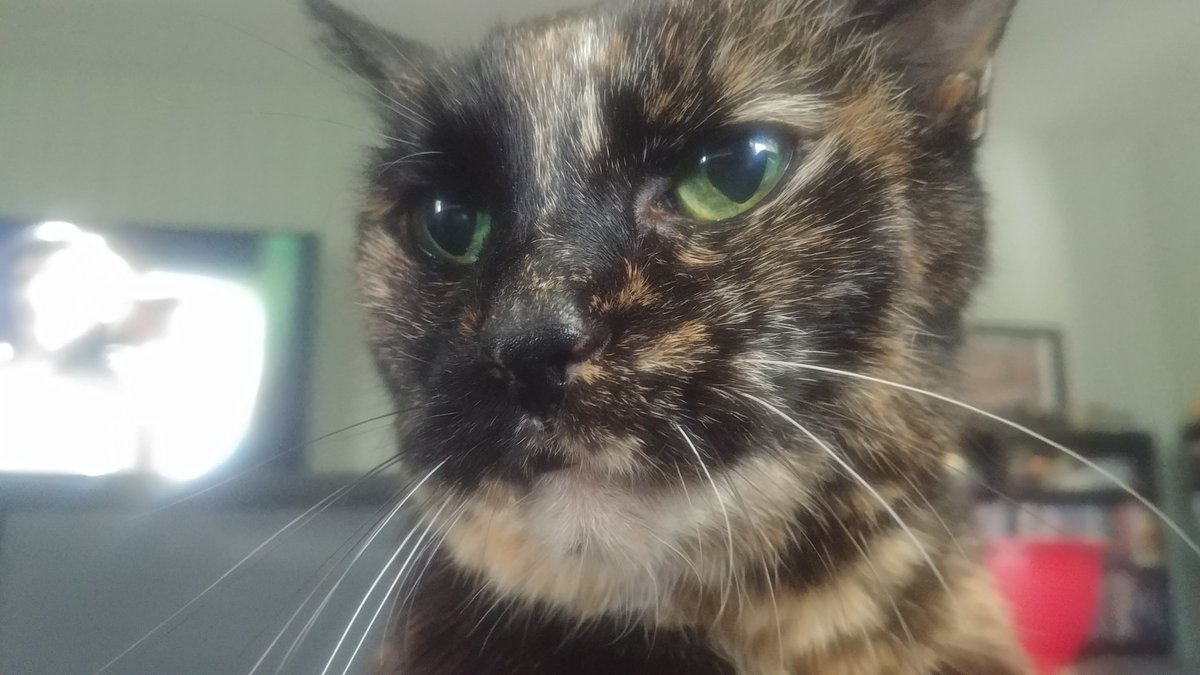 gideonscorral's tweet photo. I have no eloquent words. Casey passed away today. Taking her to the vet for her checkup she had a vascular event. Her Doc was there. Casey laid on my chest like she always did as I said goodbye. Now she gets to annoy Bailey until I see them again. Love them forever #caseyface https://t.co/Gdiq0axT7G