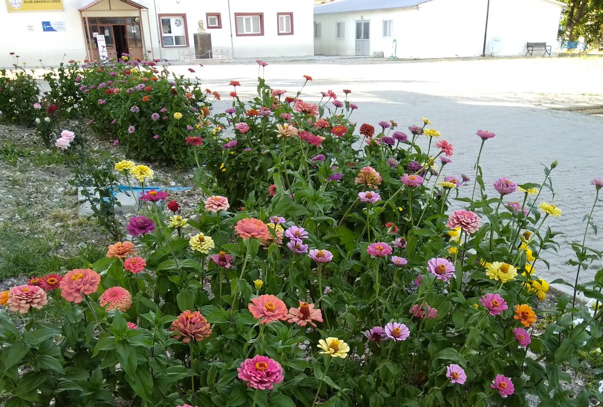 2020-2021 eğitim-öğretim yılının ilk pansiyon nöbetindeyim. Öğrenciler çarşı, pazar gezip pansiyona geldiler... 
Bahçenin güzelliği sizi yanıltmasın. 
İtiraf ediyorum ödüm kopuyor!!! 
#sorumluluksizde <a href="/ziyaselcuk/">Ziya Selçuk</a> <a href="/meb/">Maria Elena Boschi</a>