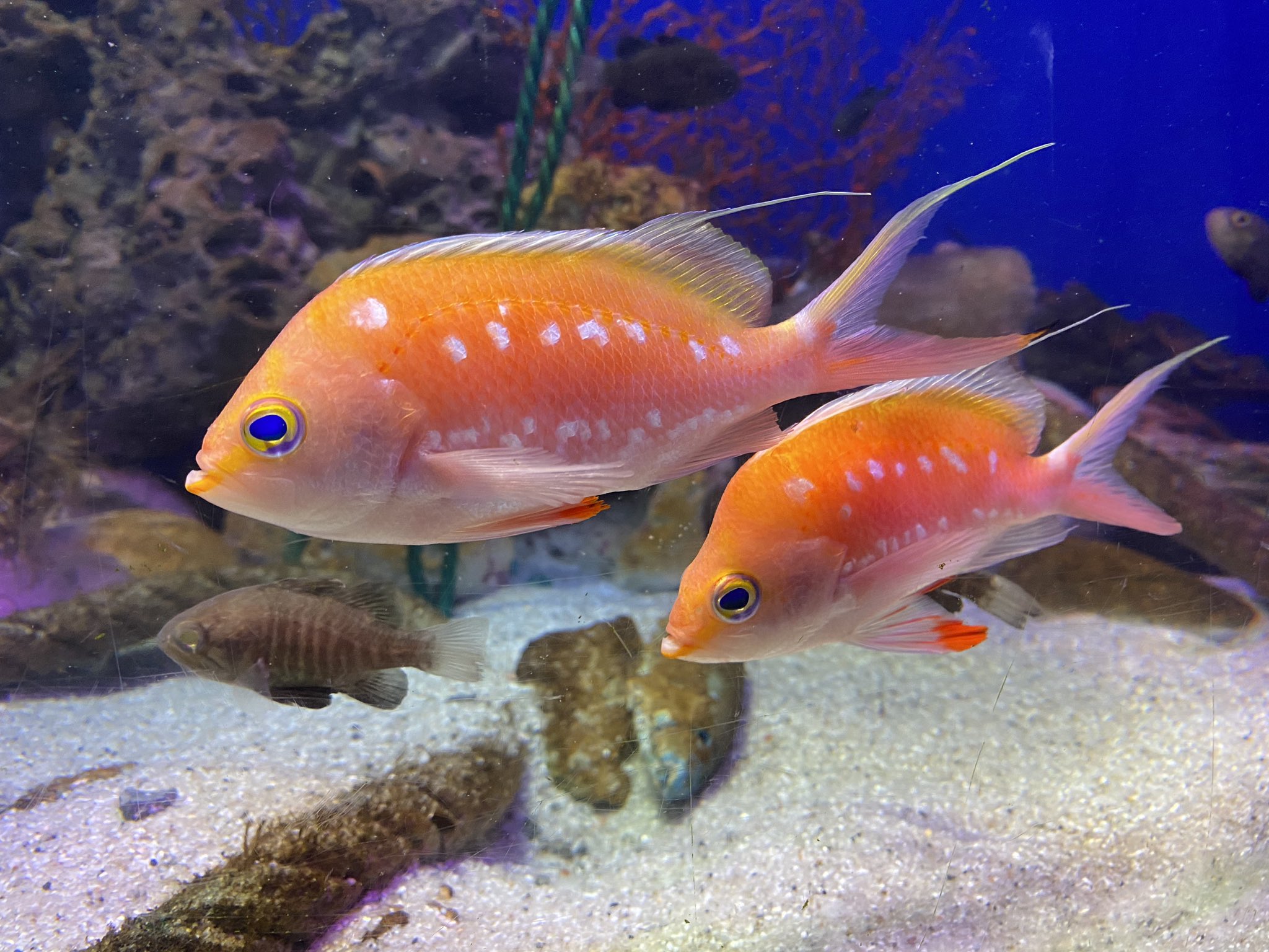 えんだ To Zawakun 水族館行ってきました 深海魚がいるところだったから神秘的でした 気持ち悪いなんて言わないでね いつか潜水艦に乗って深海に行ってみたい 怖いけど 左から可愛い魚 大きい魚 名前忘れました シーラカンスの標本