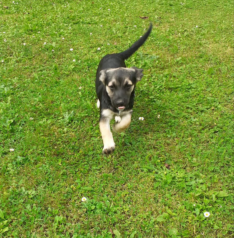 Hej Twitterku mam do oddania jeszcze jedna mała psinkę, bo się jedna osoba wykruszyła. Suczka ma prawie 4 miesiące, odrobaczona i po pierwszym szczepieniu. Nie będzie zbyt duża. Jakby ktoś był zainteresowany to proszę pisać