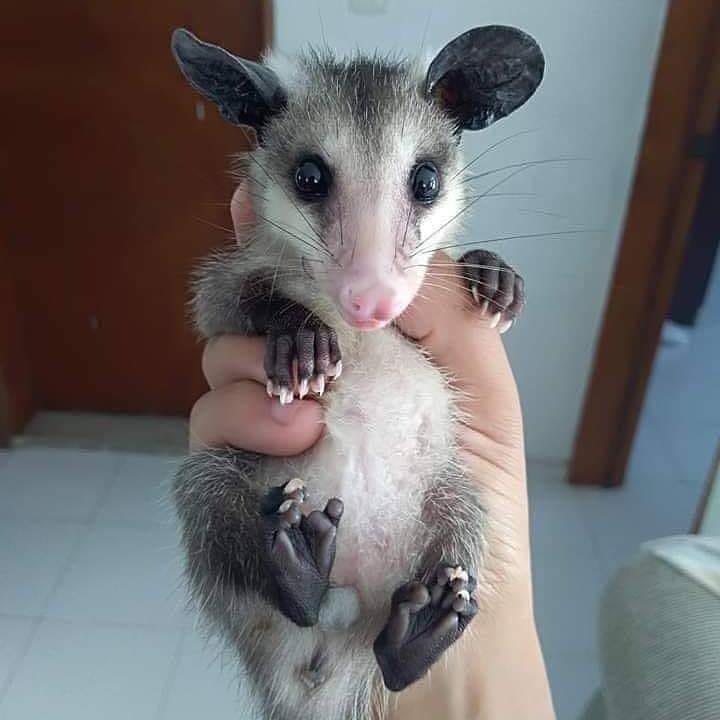 #Tlacuache come muchas garrapatas,controlando su población.Tiene inmunidad extrema xq soporta hasta 80 picaduras de serpiente y gracias a él, existe el antídoto. ¡Por favor, no los maten! Hay quien dice que son feos pero el que lo dice también lo es y nadie lo mata por eso :)