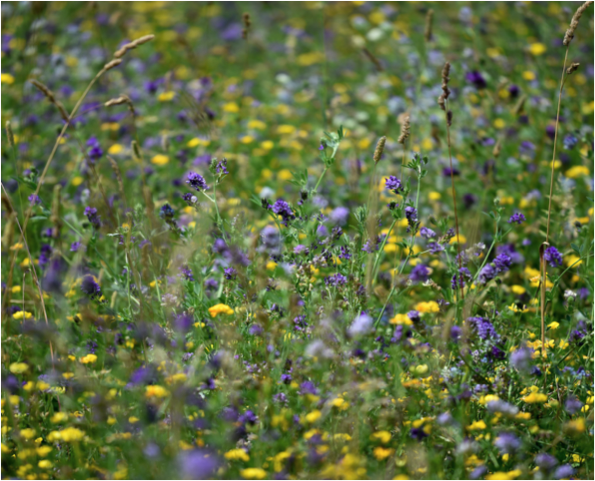 ukorganicassoc's tweet image. It's nearly #OrganicSeptember Saturday – a celebration with hundreds of independent stores across the UK who'll be giving away FREE organic wildflower seeds. 🌼

Is there a local store taking part near you? 🔎

ow.ly/QT1650BaH9h