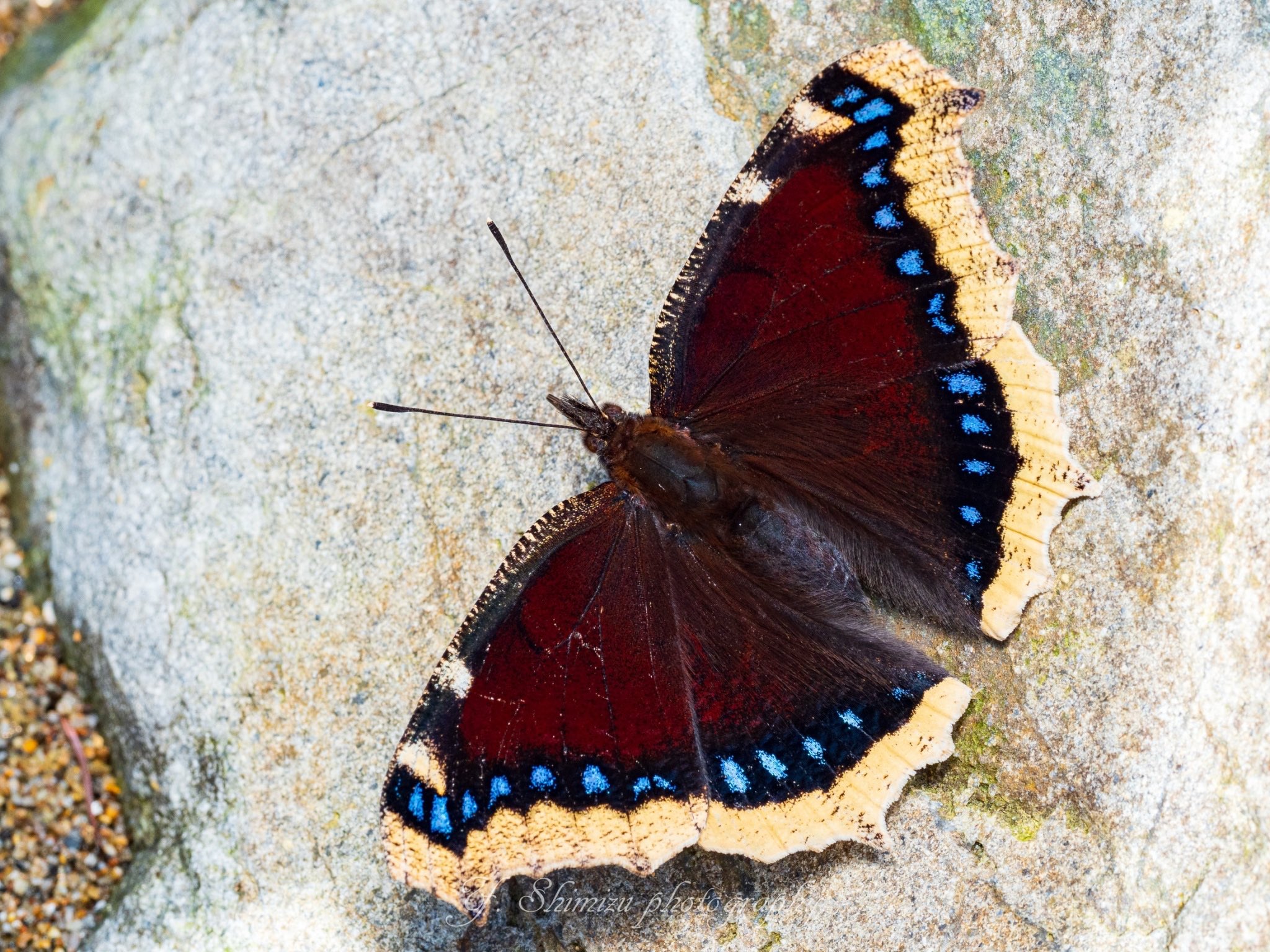 しみず 虫撮る人 キベリタテハ 本州ではかなり数が少なくなってるようで 見つけるのに苦労した 現像すると浮かび上がるエンジ色と青と黄色のコントラストがとても美しい蝶 昆虫 昆虫写真 キリトリセカイ 東京カメラ部 ファインダー越しの私の