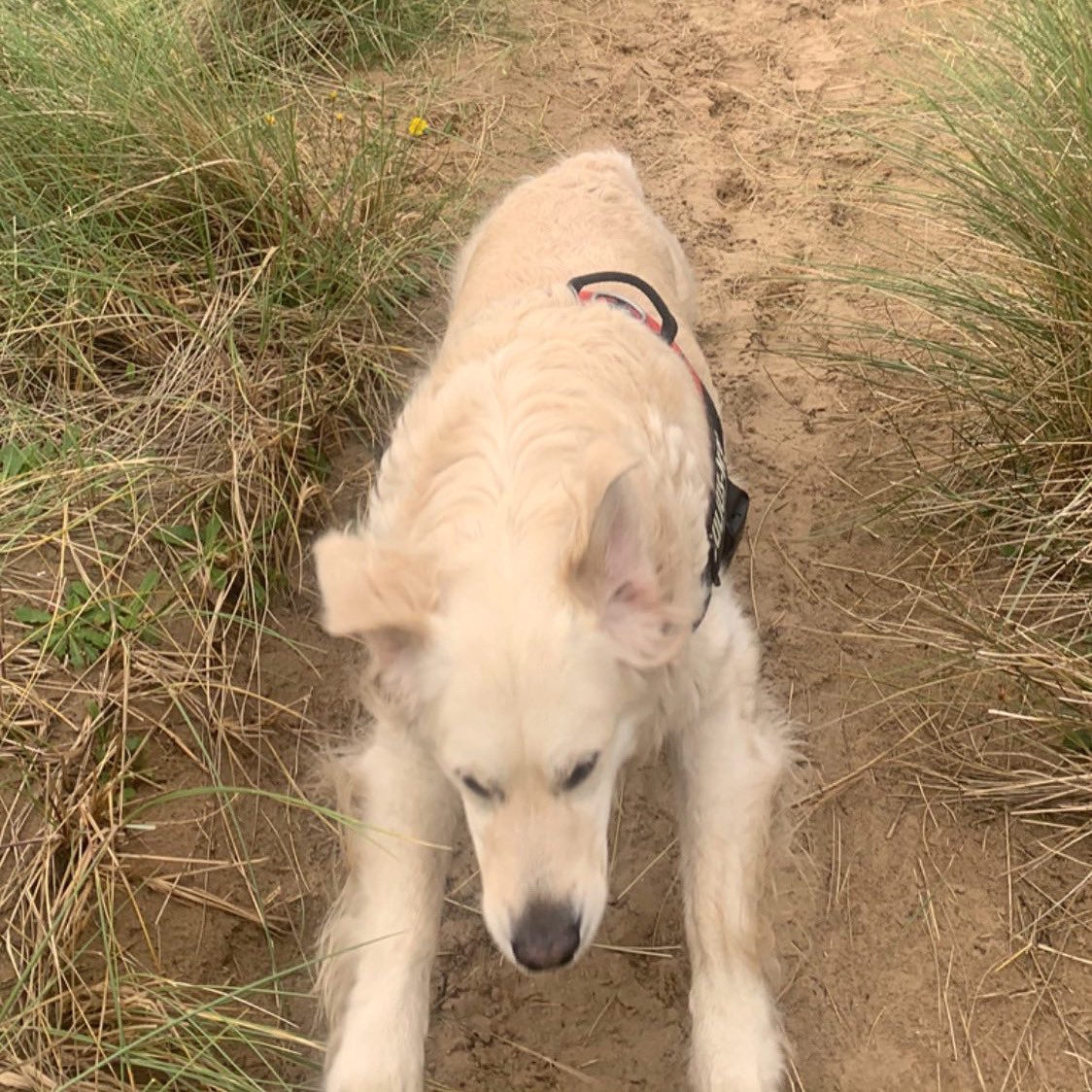 shelliejaynekel's tweet image. I had to share this one- dog days are good days x