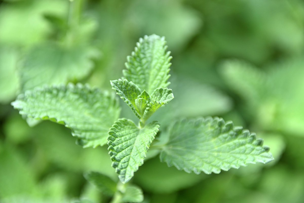 Gol キャットミント いぬハッカ Catmint Nepeta Cataria 花や葉をハーブティーにできる は猫の好むハーブ 白い花のキャットニップは近縁種