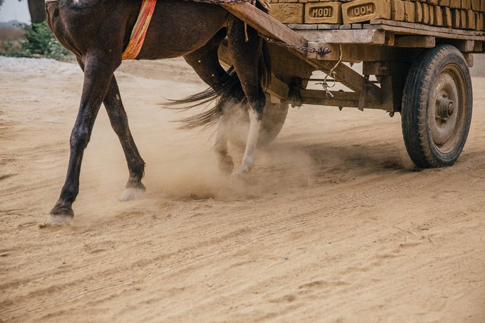 Most working #equids are operated with some form of #harnessing - ranging from simple means of pack attachment, to complex systems of hitching multiple animals to carts...