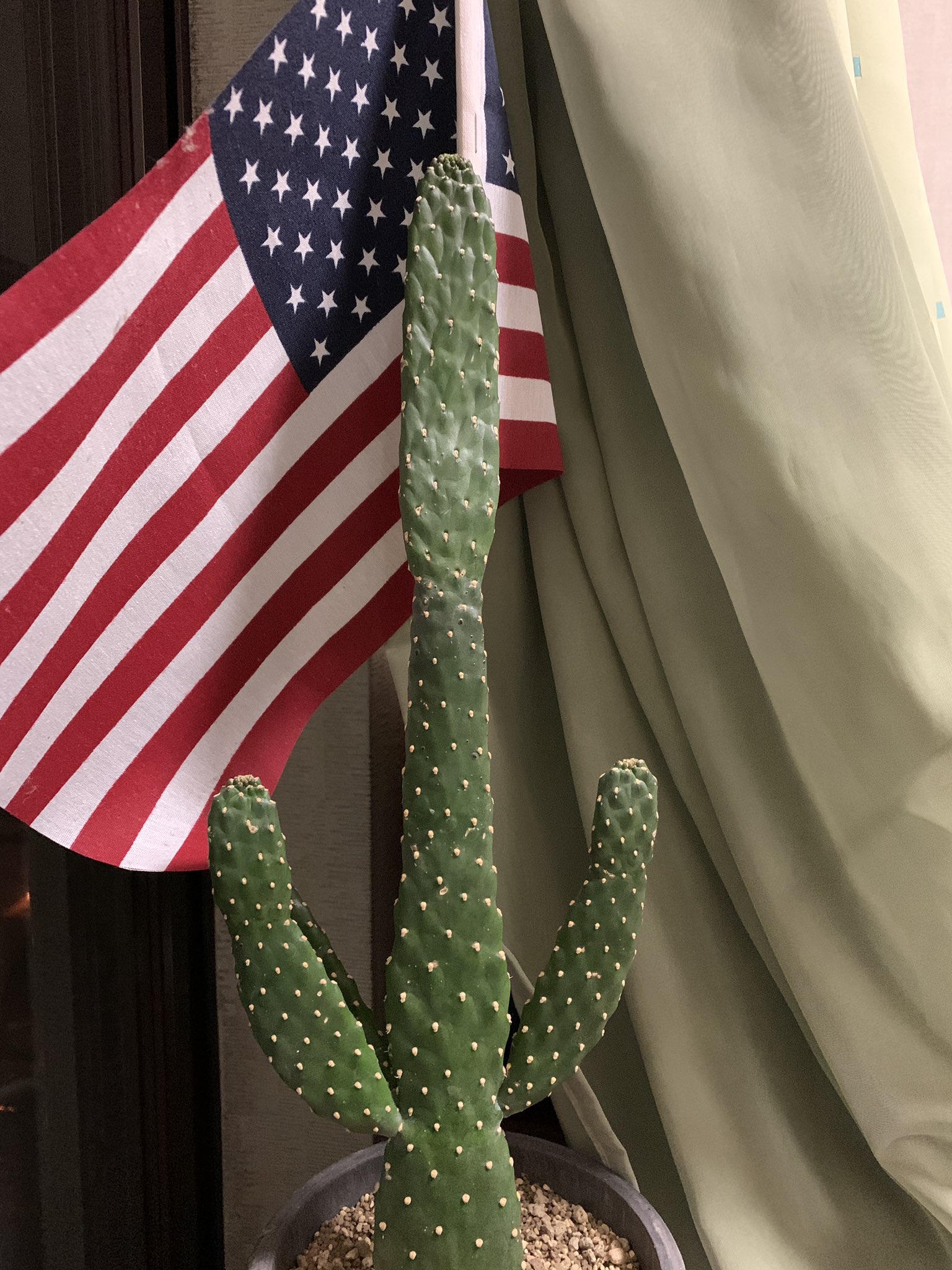 Twitter এ 甲冑 窓を開いていたら風に煽られて サボテン 鉢が倒れて茎が曲がってしまった 完璧に折れてはなさげ なのでとりあえず自由と民主主義の添木を当ててサボテンの復活を促す これでダメなら切り飛ばして植え替えだな T Co 3elbiiaegz