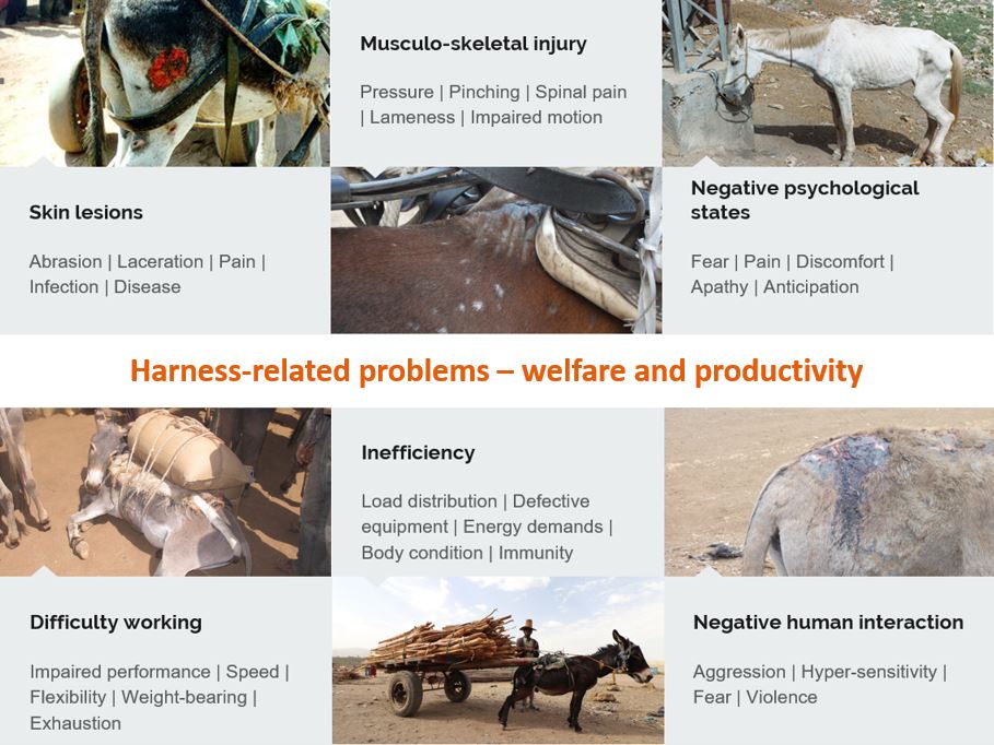 Harness-related #welfare problems are amongst the most prevalent afflictions for working #equids, and include skin lesions and associated risk of infection, pain and discomfort during work, and additional energy expenditure due to working inefficiently.

#ISAZ2020