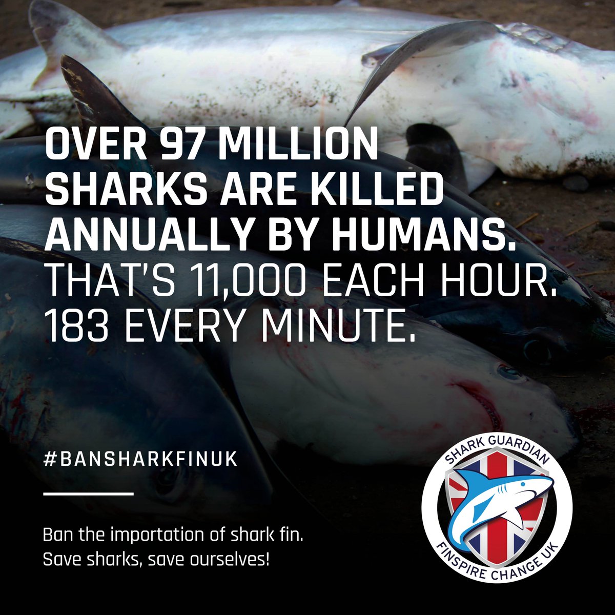 Unbelievably there is a loophole that allows people coming into Britain to bring with them 20 kilos of shark fins . The petition below thinks we should close that loophole - I do too . #BanSharkFinUK

petition.parliament.uk/petitions/3005…